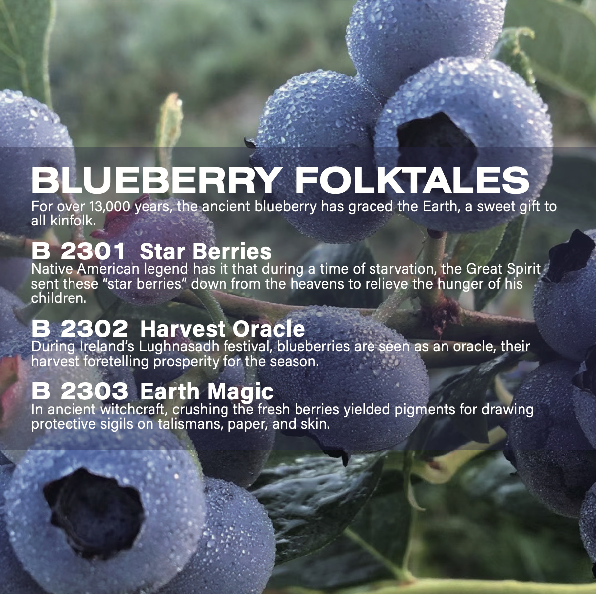 Blueberry Set